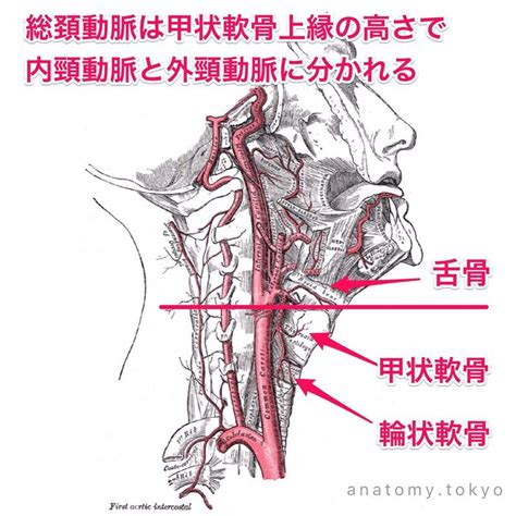 外頸動脈分支口訣